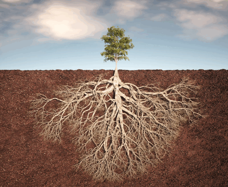 Tree with visible root system beneath the soil representing addressing the root causes of mental health and addiction at Rooted Stillness virtual IOP in Newport Beach