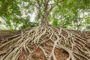 Tree with deep exposed roots symbolizing addressing the root causes of mental health and addiction at Rooted Stillness virtual IOP in Newport Beach.